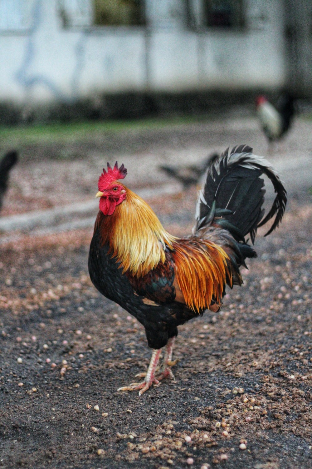 Cock Chicken
