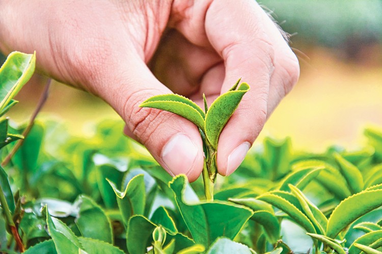 Tea leaves
