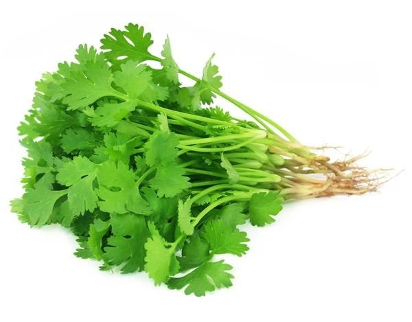 Coriander leaves
