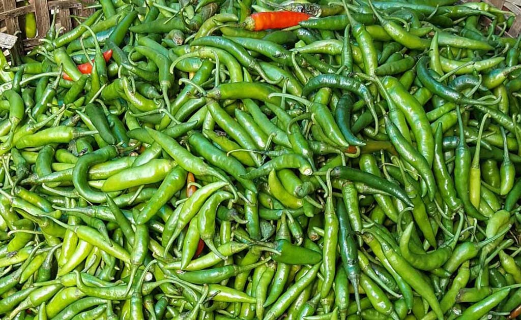 Green pepper