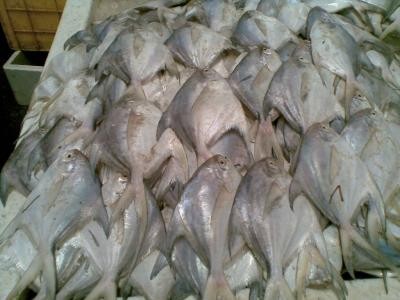 Rupchada fish